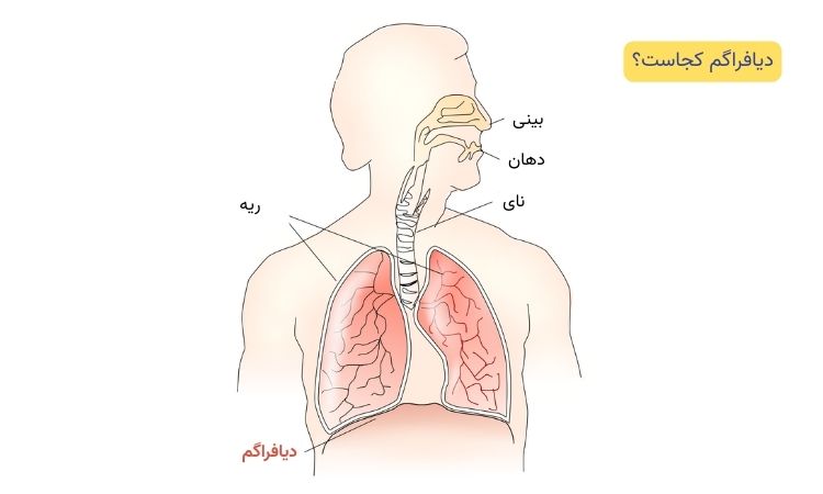 دیافراگم کجاست؟